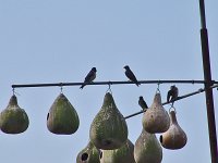 Purple Martin